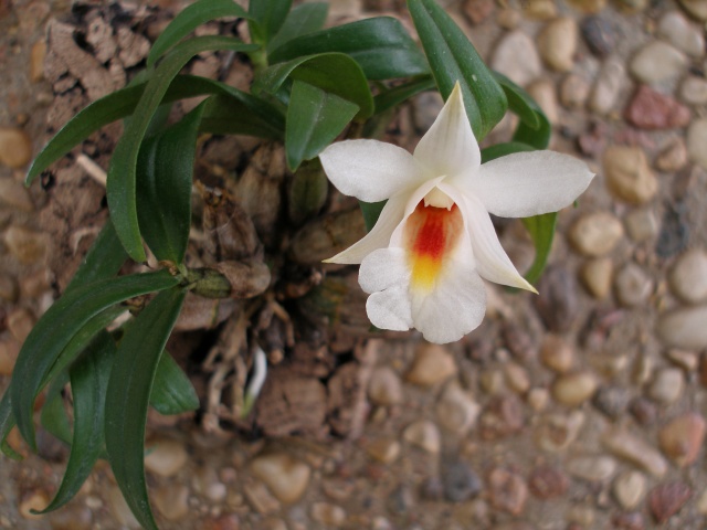 dendrobium_christyanum4.jpg