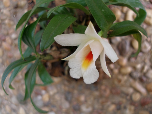 dendrobium_christyanum-6.jpg