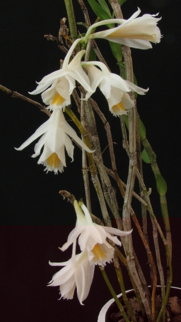 Dendrobium_longicornu.JPG