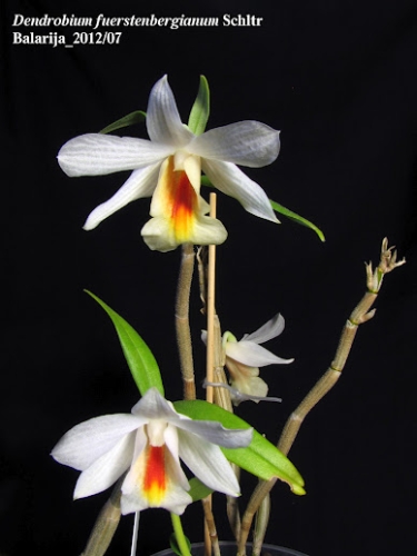 Dendrobium_fuerstenbergianum.jpg