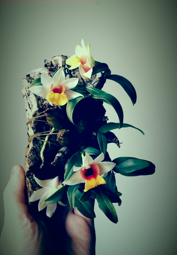 rps20160117_214605_250.jpg
