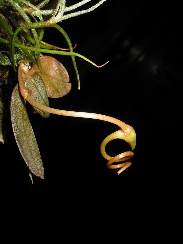 Aerangispunctata.jpg