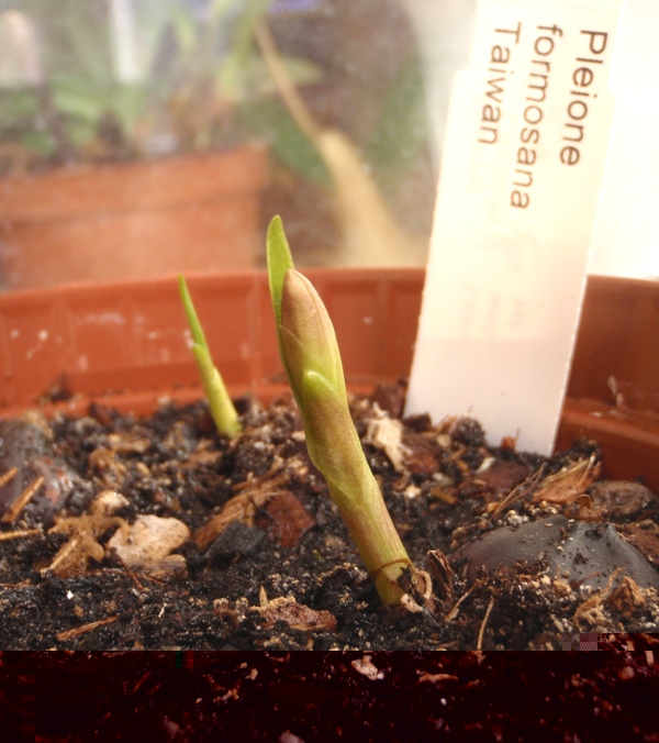 Pleione formosana 2013.04.20 2.JPG