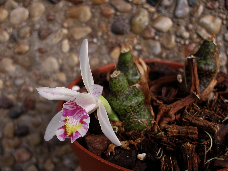Pleione maculata7-1.jpg