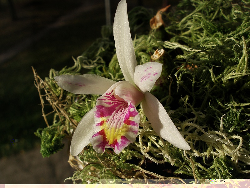 Pleione maculata7-2.jpg
