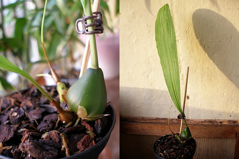 Pleione chunii_.jpg