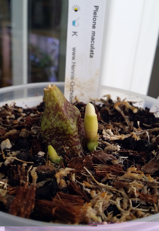 Pleione maculata 2013-10-21.jpg