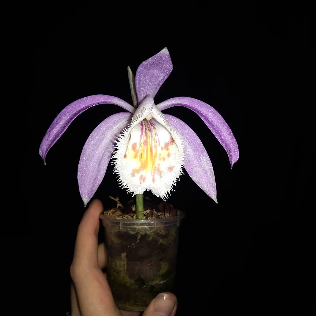 pleione2.jpg