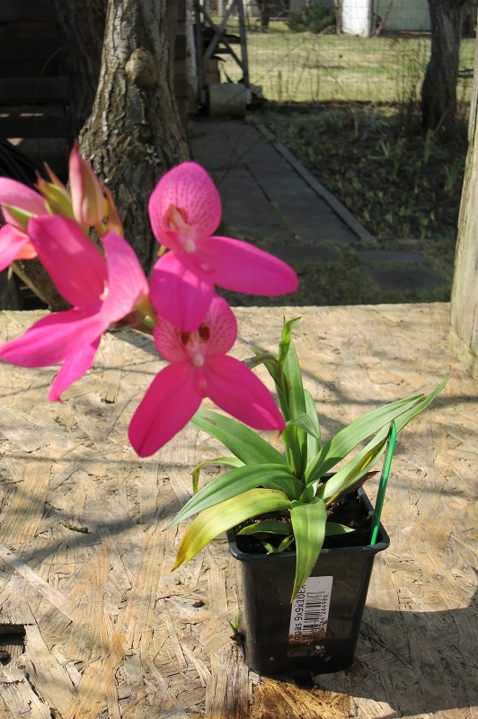 D. Watsonii Sandra plant.jpg