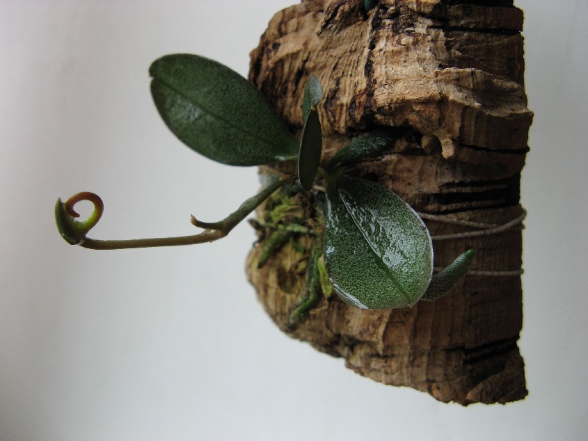 A.punctata07_27.JPG