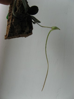 Aer_punctata.JPG