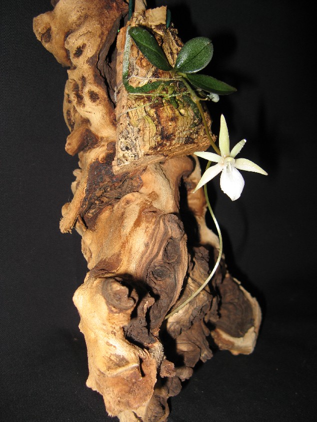 Aerangis_punctata_full.JPG
