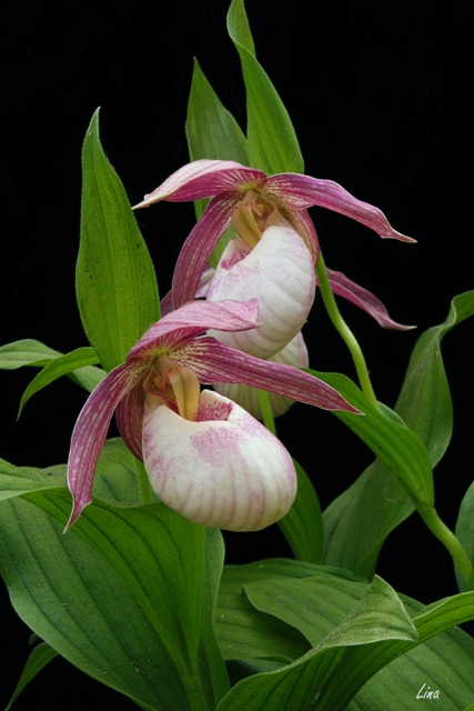 Cypripedium Kentucky pink blush'17.05.17.jpg