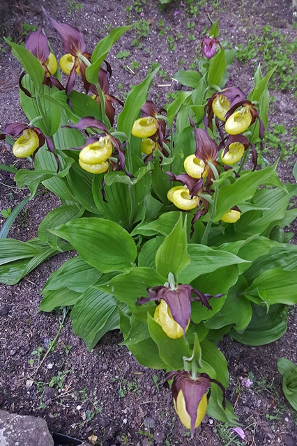 Cypripedium calceolus 2017 12.jpg