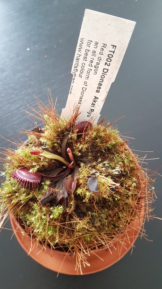 Dionaea akai ryu.jpg