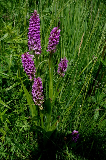 Dactylorhiza incarnata web.jpg