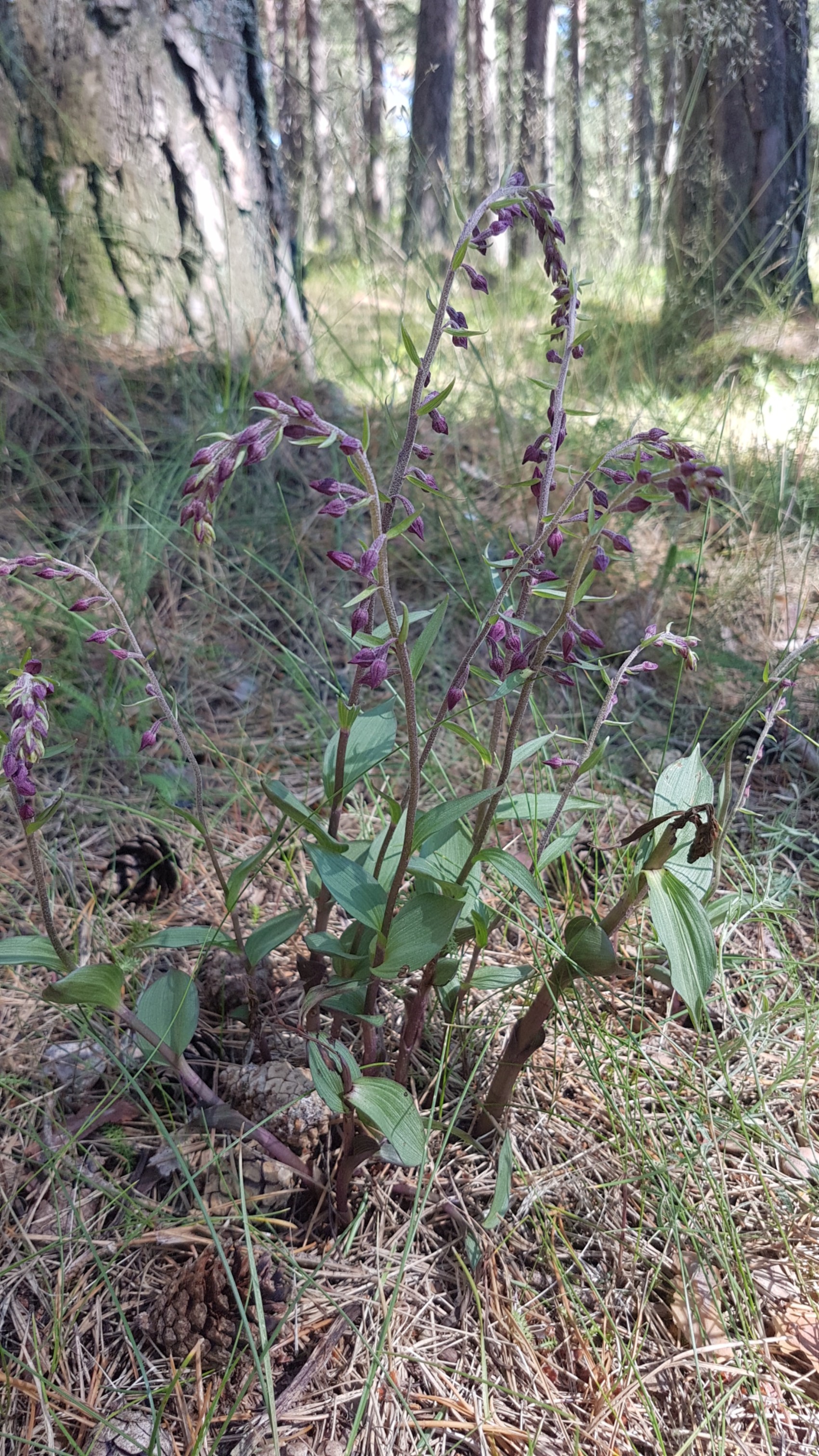 Epipactis artrorubens.jpg
