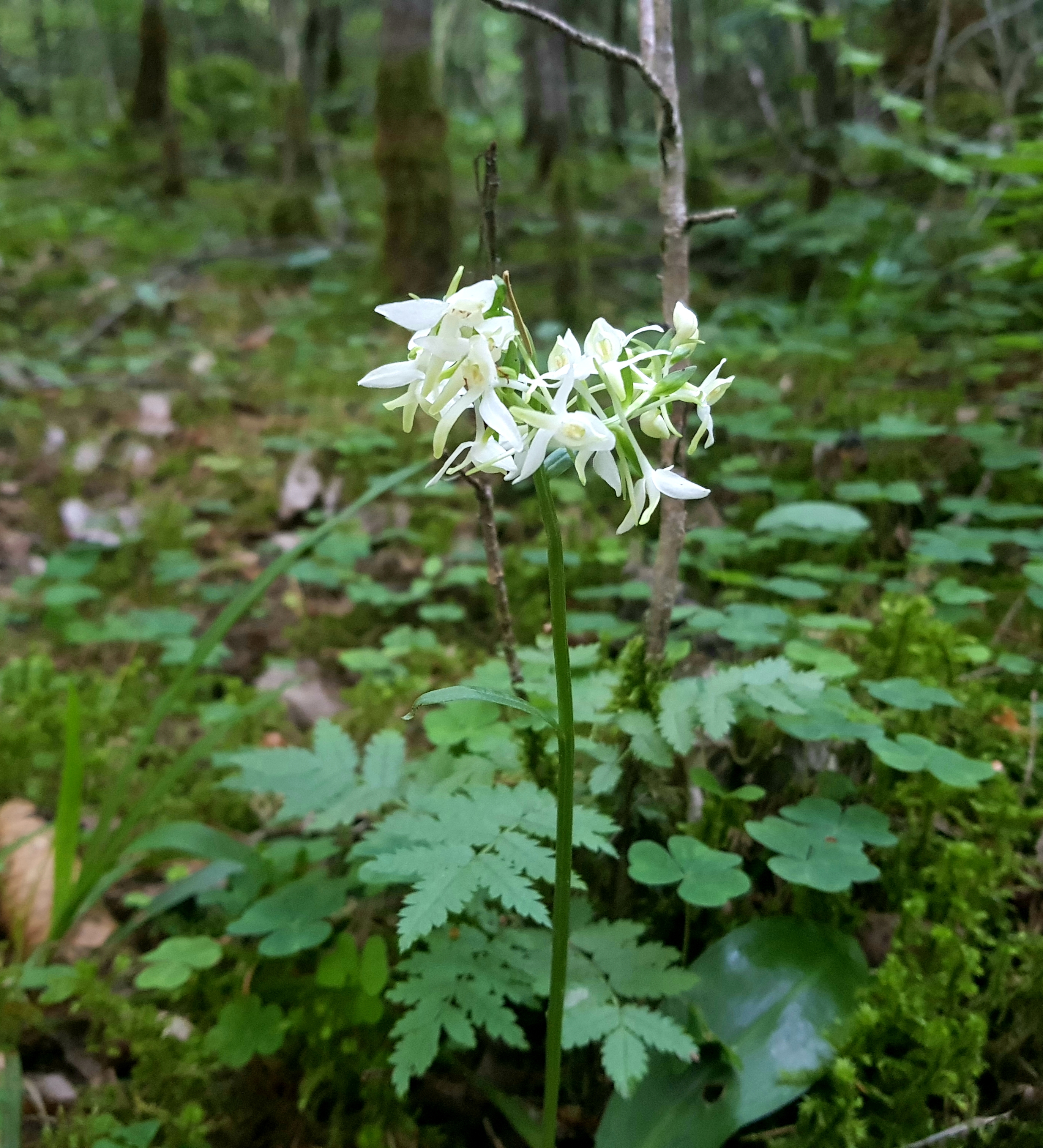 20190618_235431.jpg