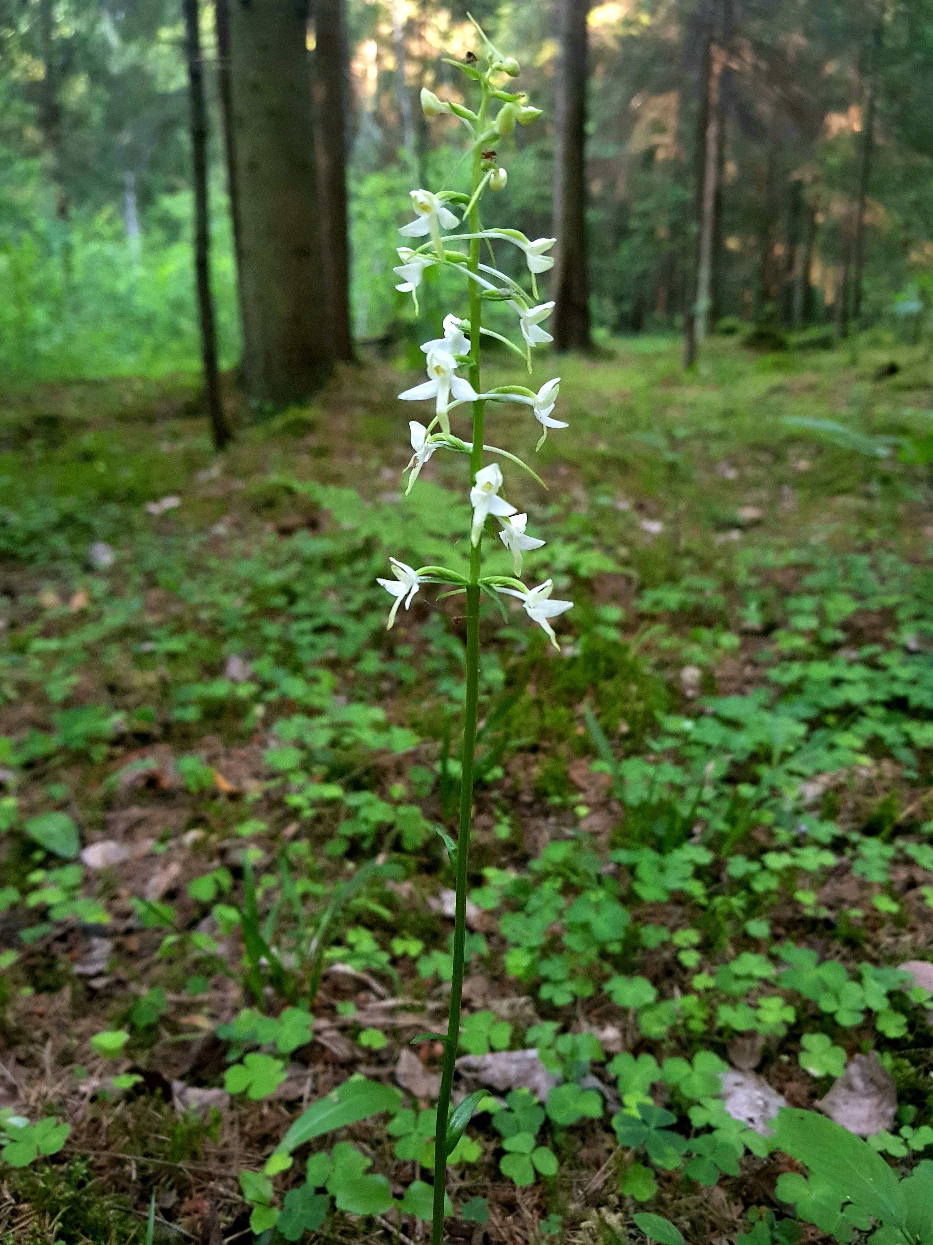 20190618_235455.jpg