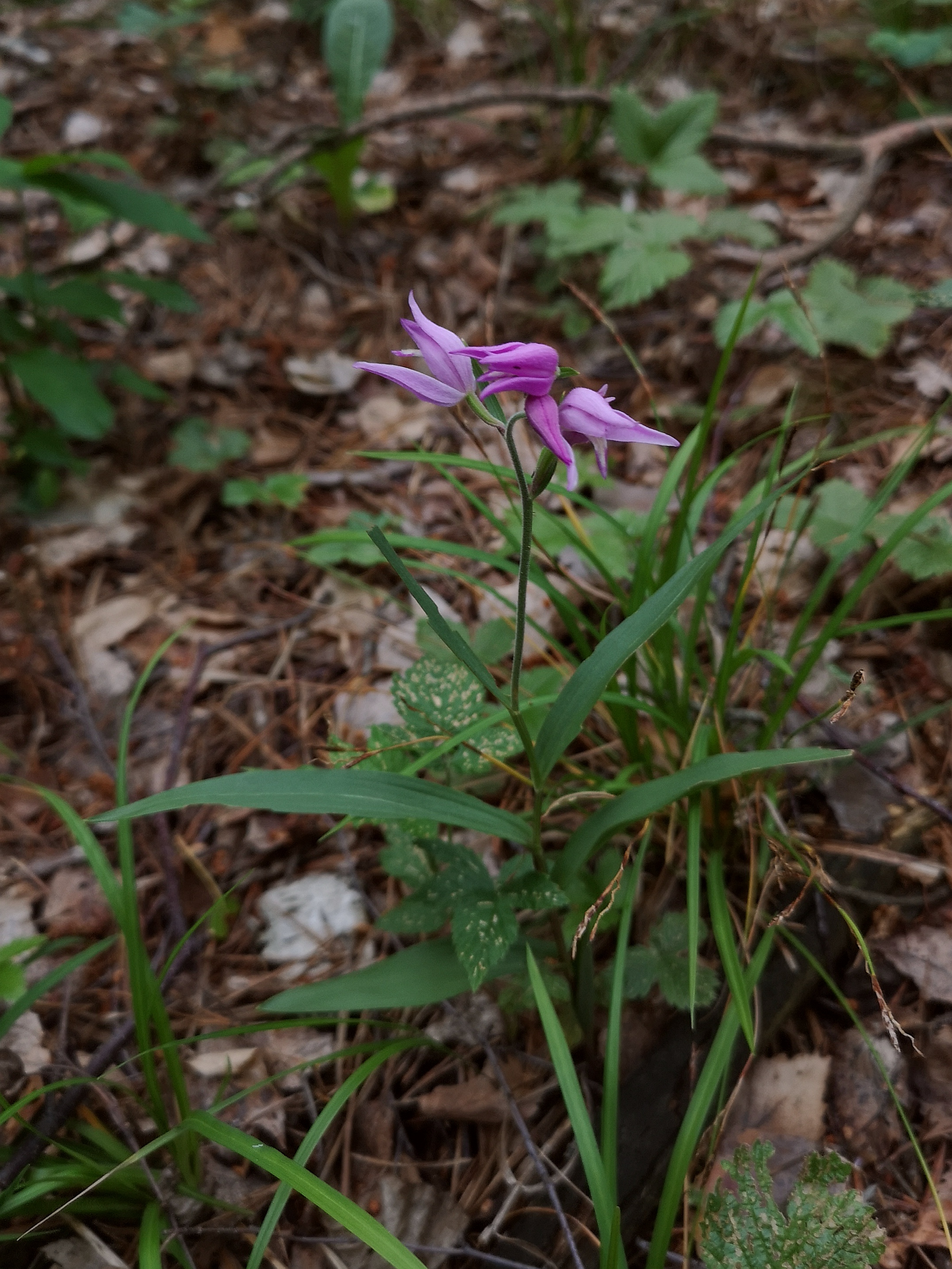 IMG_20190618_201228 - Copy.jpg