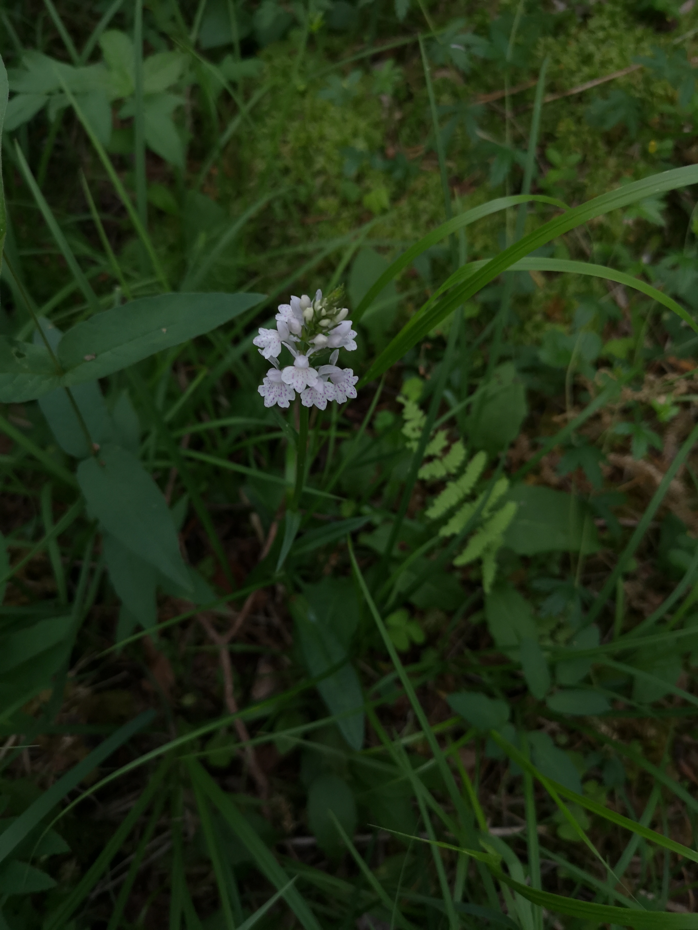 IMG_20190616_213529 - Copy - Copy.jpg