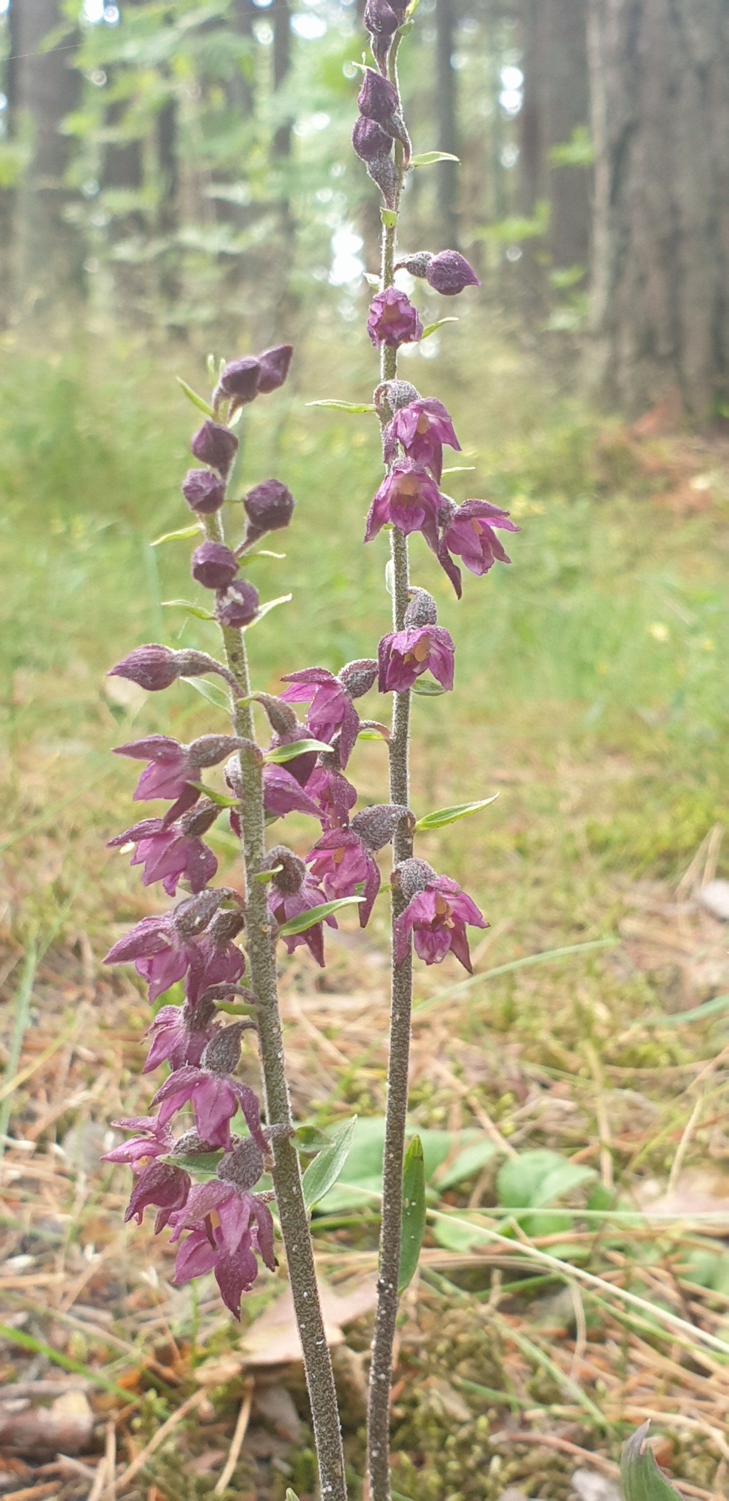 Epipactis atrorubens.jpg