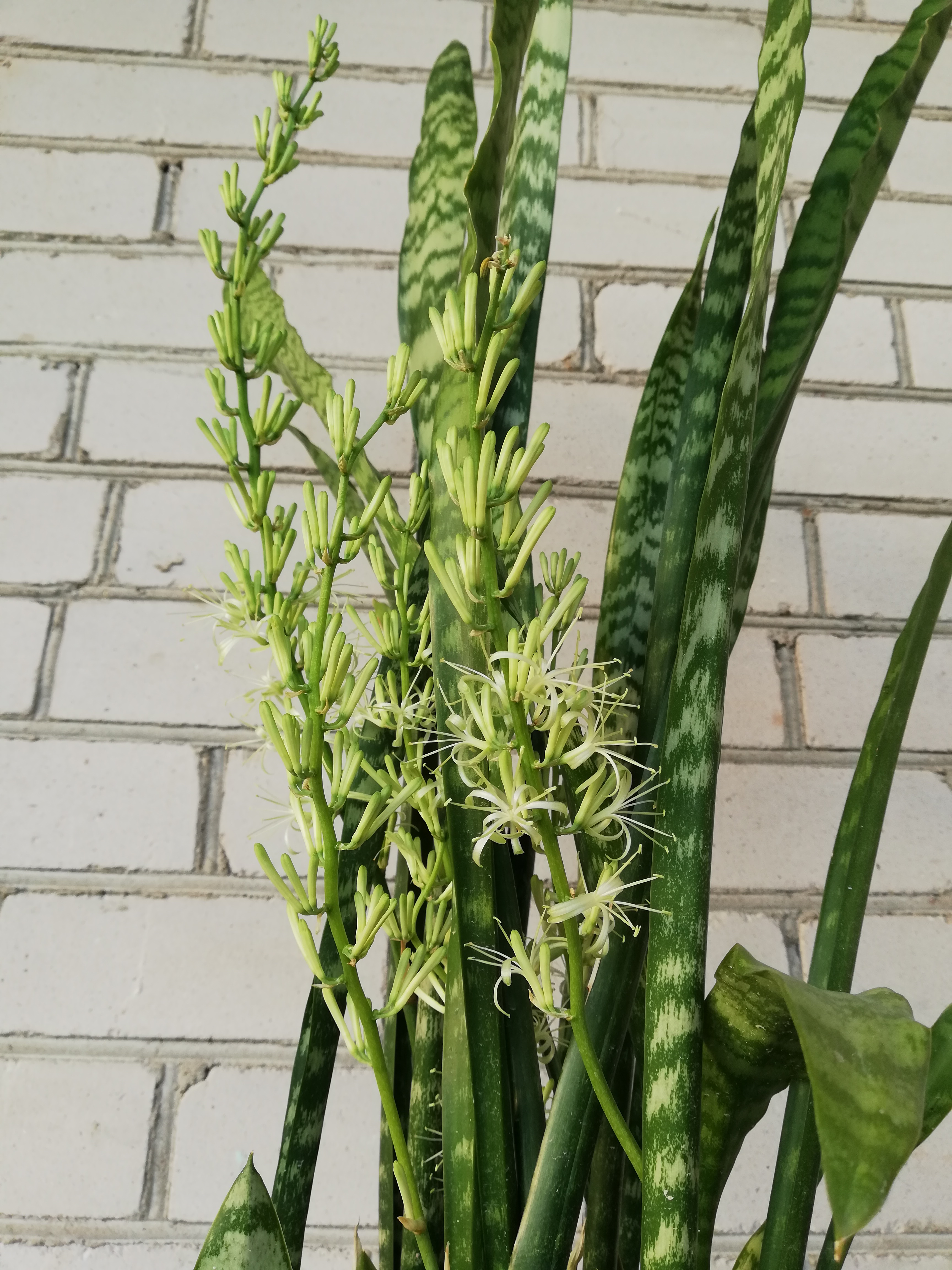 IMG_20200812_195249.jpg