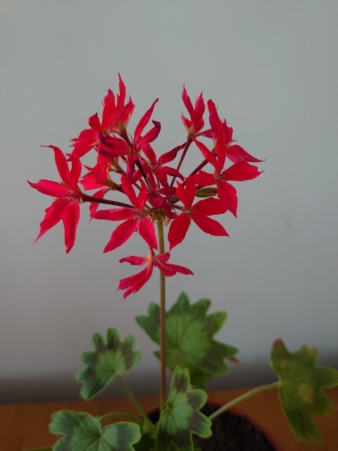 fireworks scarlet.jpg