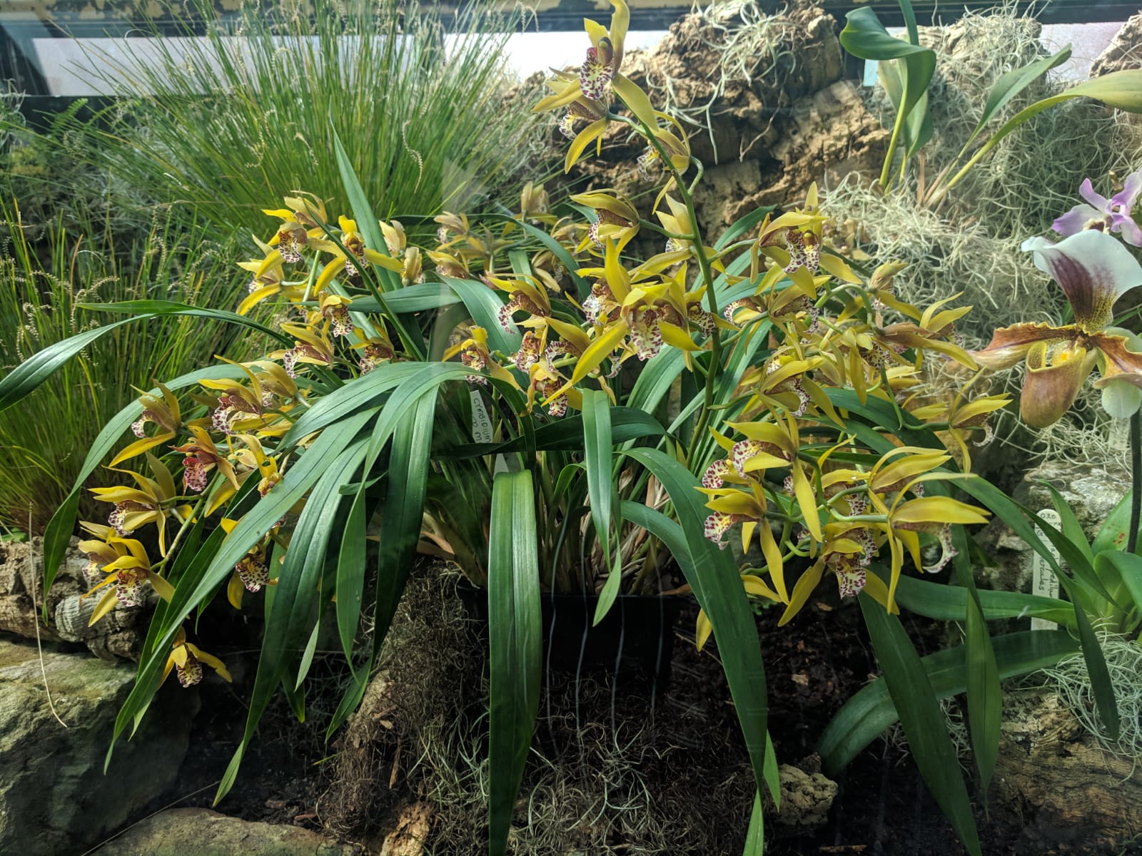 IMG-20190419-WA0009.jpg