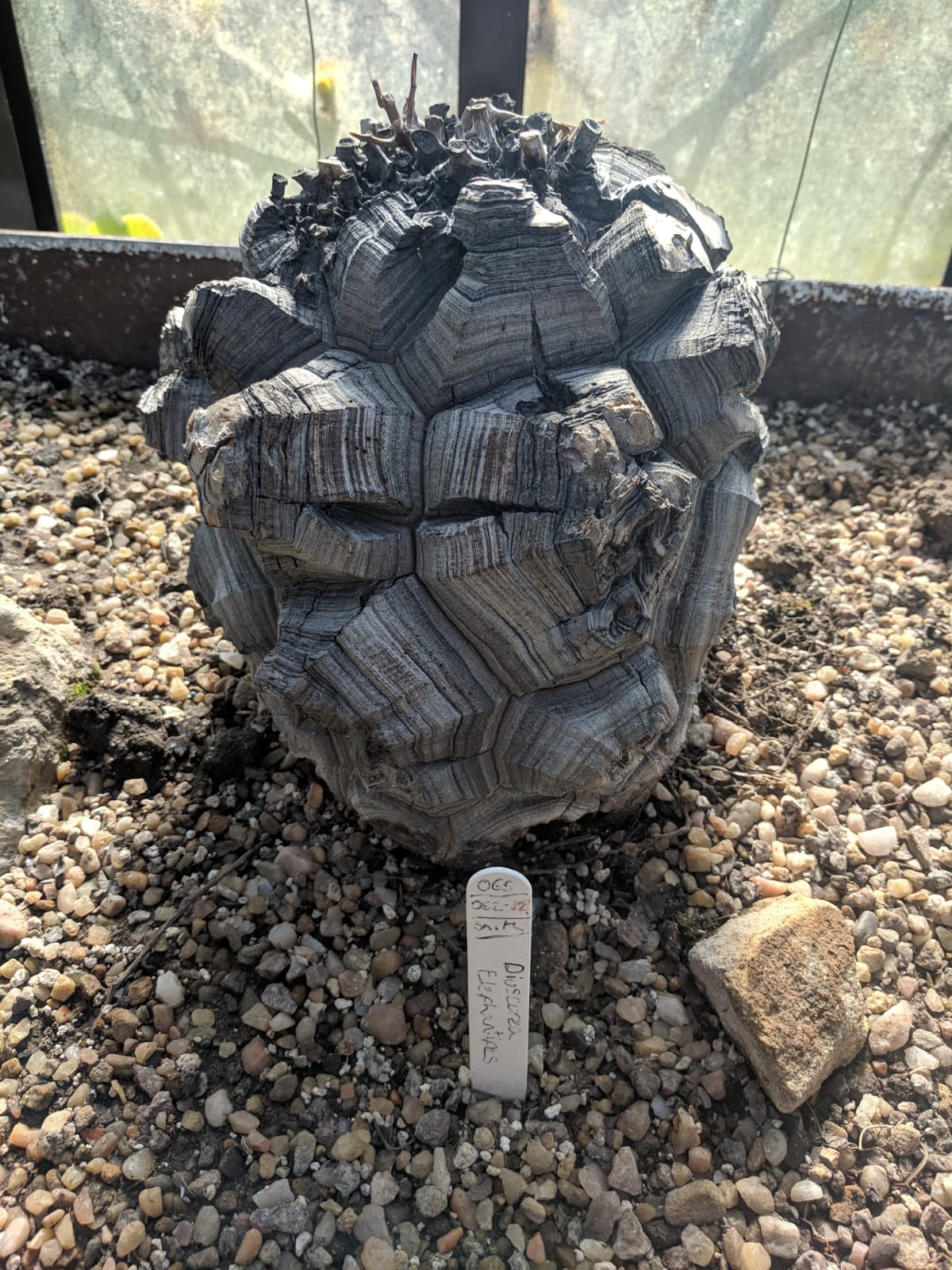 IMG-20190419-WA0001.jpg