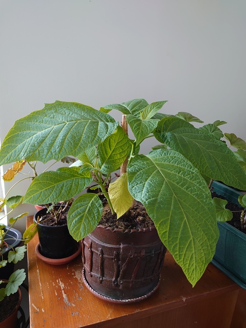 DSC_0214.JPG