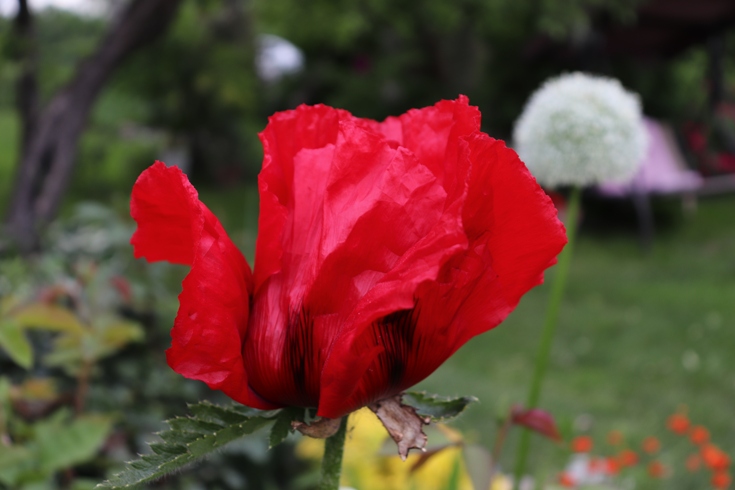Papaver BEAUTY OF LIVERMERE'20 (2).JPG