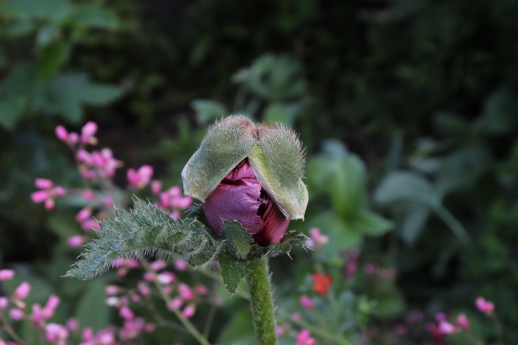 Papaver orientale.JPG
