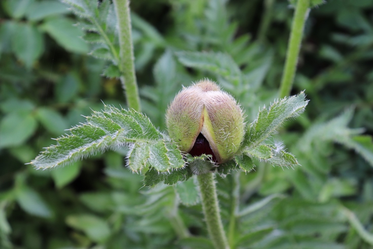 Papaver orientale'20.JPG