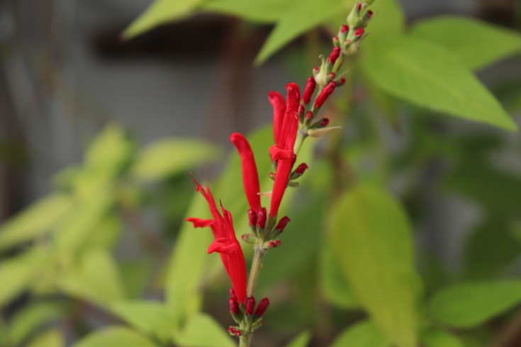 Ananasinis šalavijas (Salvia rutilans) (3).JPG