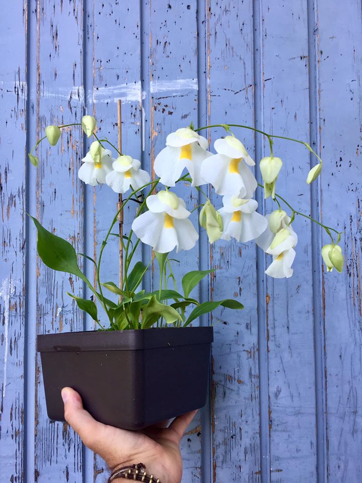 utricularia alpina.jpg