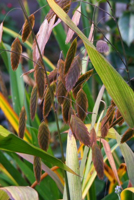 Chasmanthium latifolium (Plačialapis dirsūnas)'17..JPG