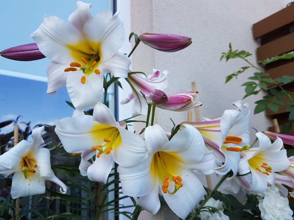 lilium regale.jpg