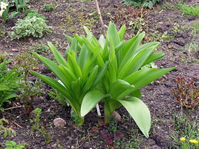 Allium 'Ambassador'.jpg