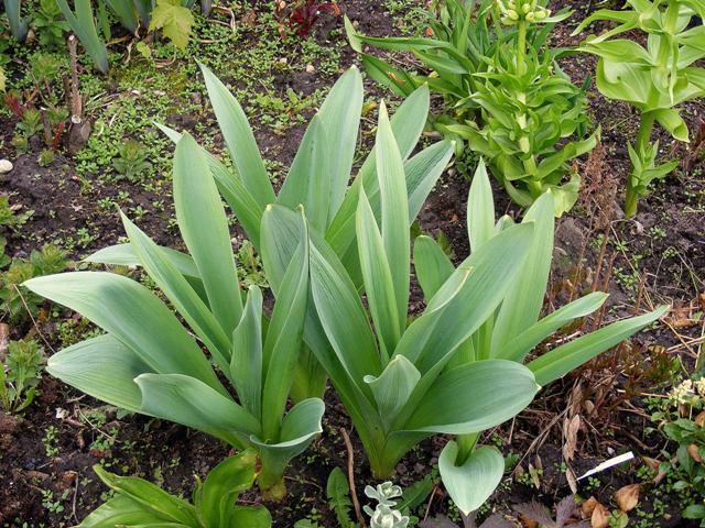Allium 'Mount everest'.jpg