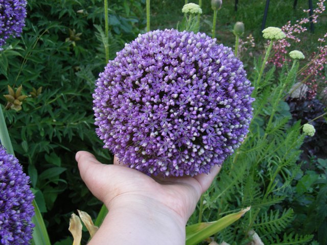 Allium 'Ambassador'18..jpg