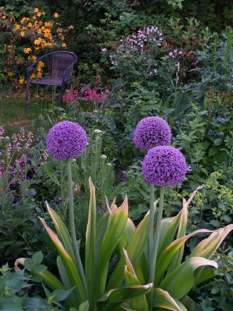 Allium 'Ambassador'18.05.30.jpg