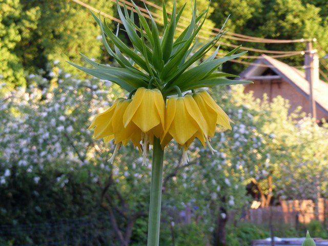 Fritillaria imperialis 'Maxima Lutea'.jpg