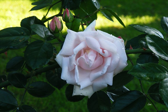 Rose 'New dawn'17.jpg
