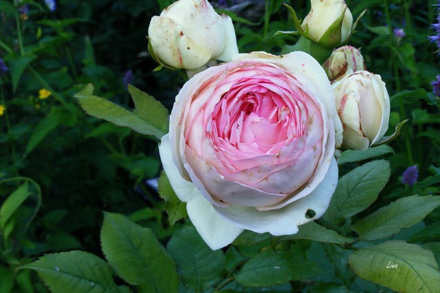 Rose 'Eden'17.jpg
