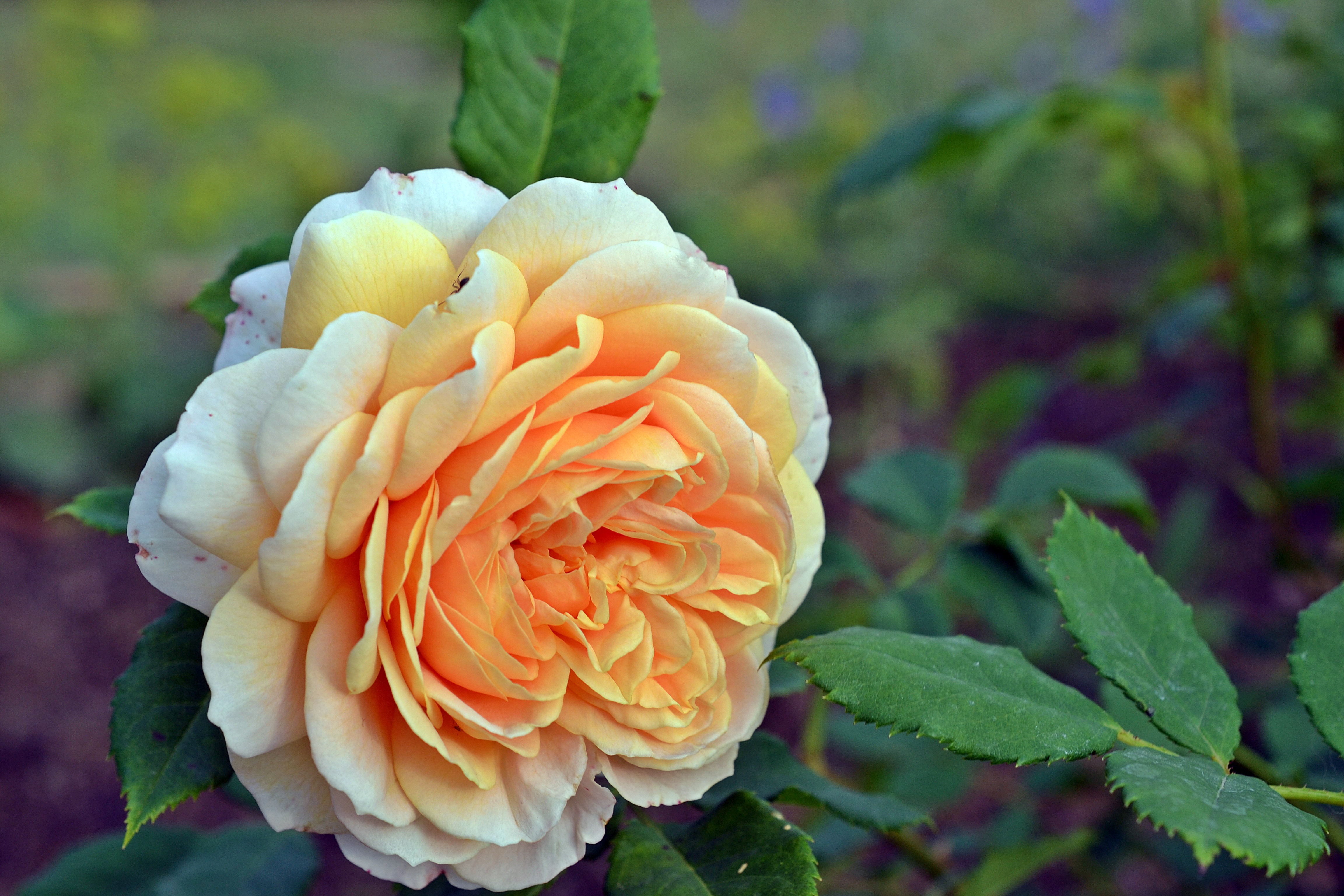 DSC_7334.JPG
