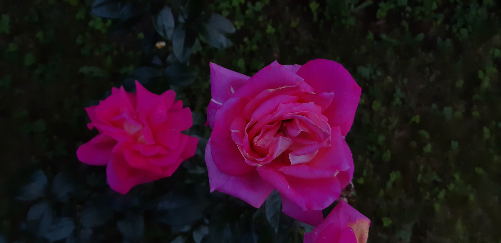 2019-08-19_09-26-44.jpg