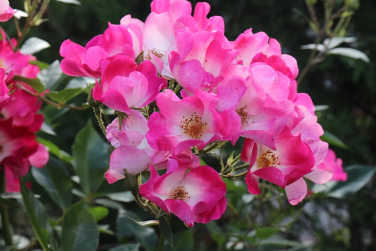 Rose 'Bukavu'20..JPG