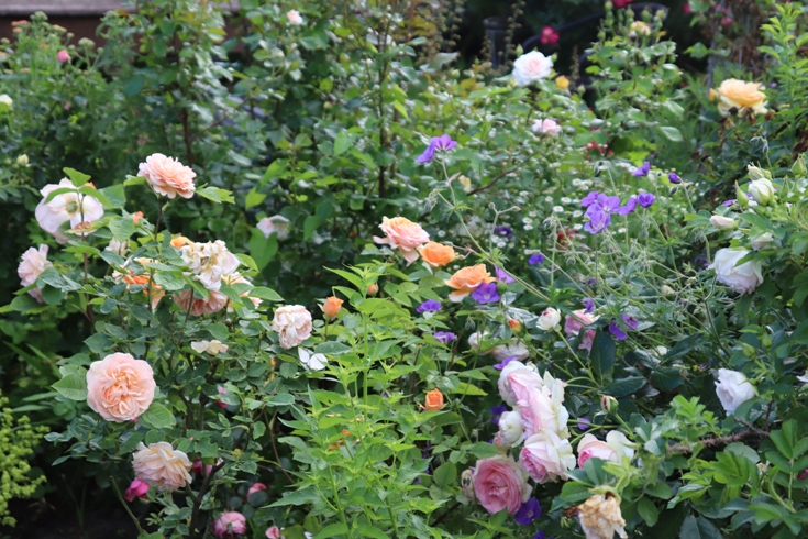 Roses'20.JPG
