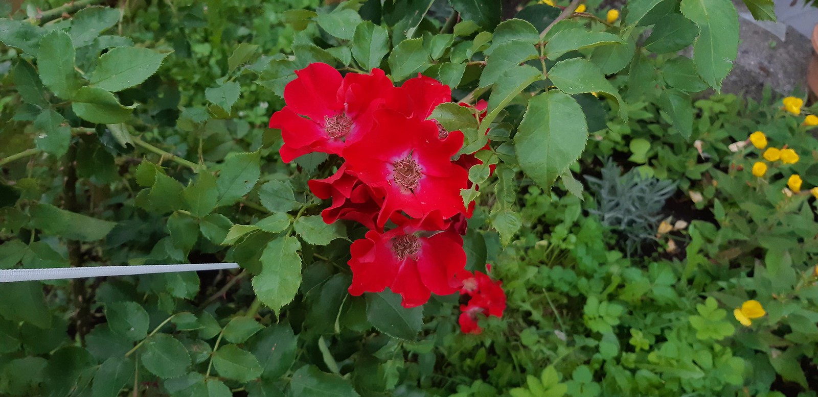 2020-07-05_07-30-50.jpg